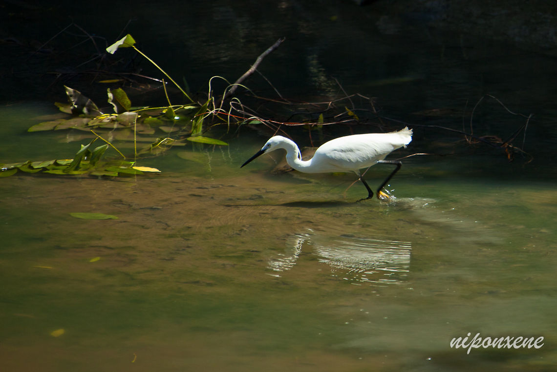 white great egret A white great egret is foraging at riverside. Egretta garzetta,Geotagged,Little Egret,Summer,Thailand,bird,eating,egret,foraging,heron,hunt for,isolated,lake,leaf,looking for