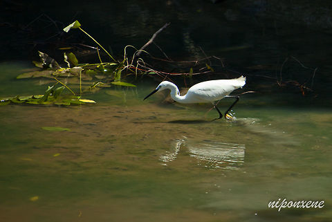 white great egret A white great egret is foraging at riverside. Egretta garzetta,Geotagged,Little Egret,Summer,Thailand,bird,eating,egret,foraging,heron,hunt for,isolated,lake,leaf,looking for