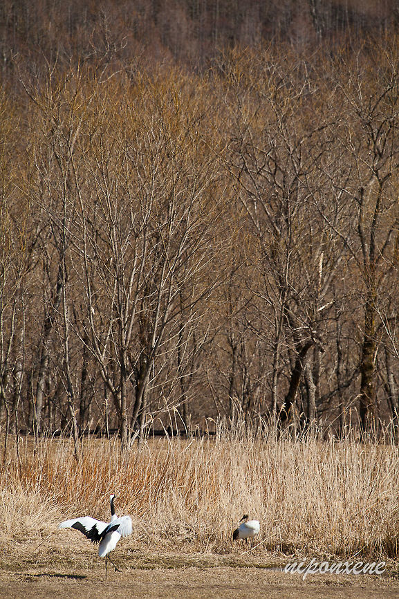 Japanese crane crane bird in early spring, Hokkaido, Japan Geotagged,Grus japonensis,Japan,Red-crowned crane,Spring,animal,bird,branch,crane,crane bird,forest,grass