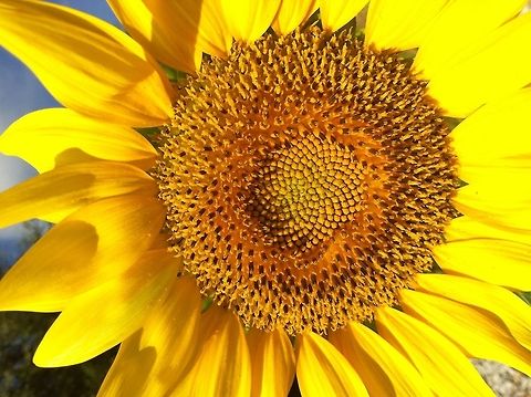 Bright Day Sunflower that popped up from feeding birds a mixture of seeds. Common sunflower,Geotagged,Helianthus annuus,Summer,United States