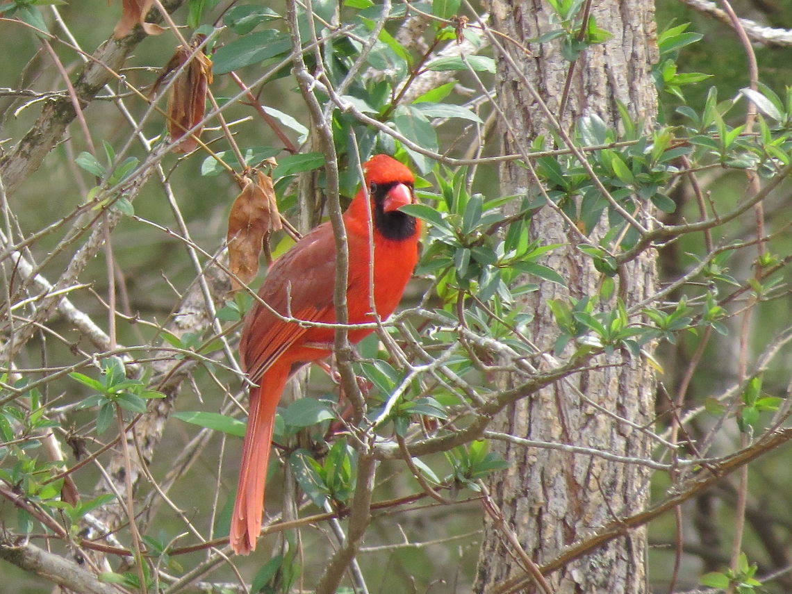 Spring Is Near Northern Cardinal perched in tree branches with newly sprouting leaves. Cardinalis cardinalis,Geotagged,Northern Cardinal,Spring,United States