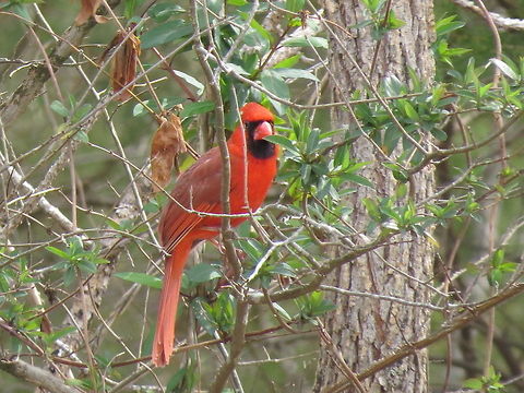 Spring Is Near Northern Cardinal perched in tree branches with newly sprouting leaves. Cardinalis cardinalis,Geotagged,Northern Cardinal,Spring,United States