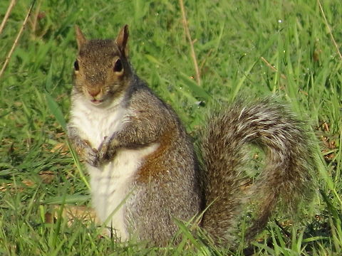 Eastern gray squirrel  Eastern gray squirrel,Geotagged,Sciurus carolinensis,Spring,United States