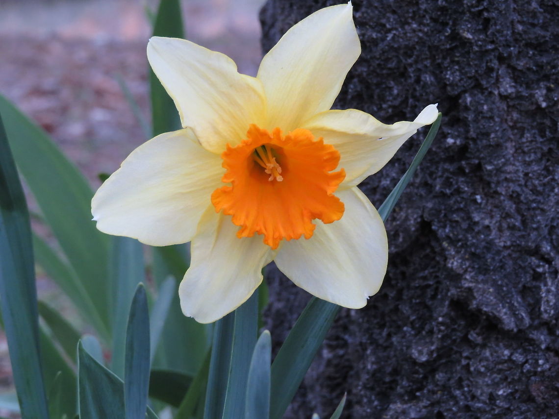 Lovely Spring Gift  Butter-and-eggs,Jonquil or Rush daffodil,Linaria vulgaris,Meadow buttercup,Narcissus jonquilla,Ranunculus acris