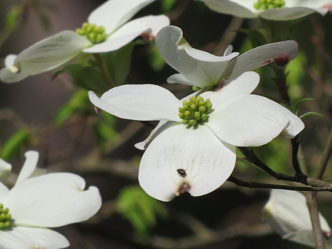 Wild Beauty This are commonly know as dogwood trees in Mississippi. There is an abundance of these shrubs growing in the wilderness as well as home cultivated. Cornus florida,Cornus kousa,Cornus unalaschkensis,Cornus",Kousa dogwood