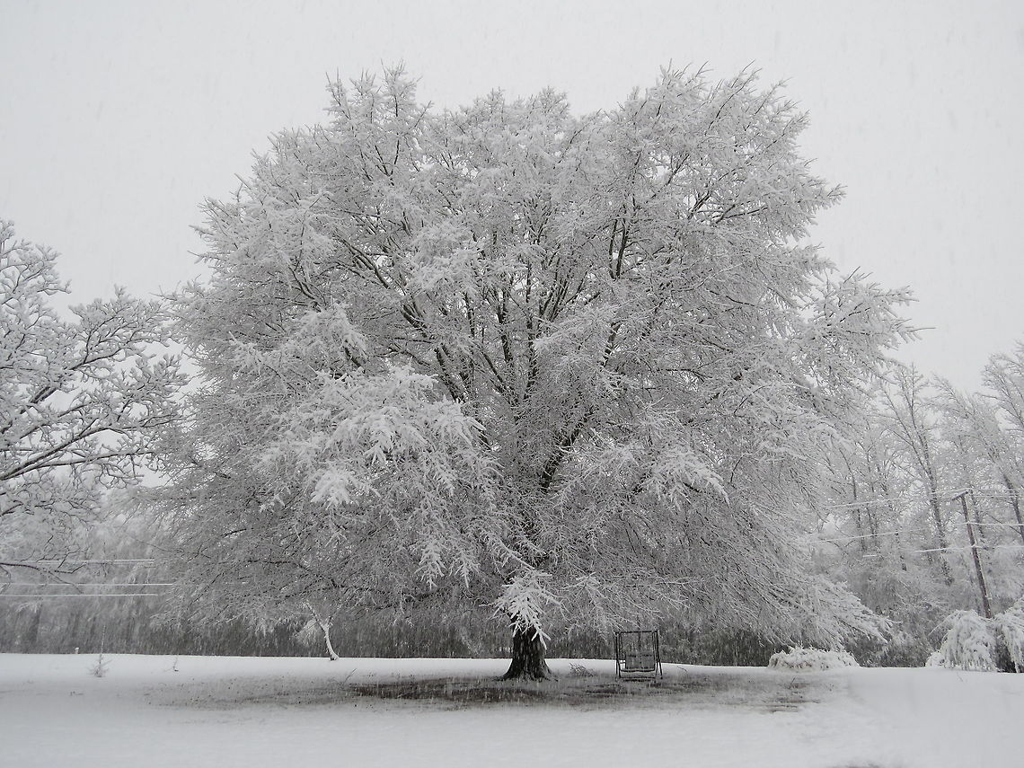 Rare Mississippi Snow White oak cloaked in snow. Geotagged,Northern red oak,Quercus rubra,United States,Winter
