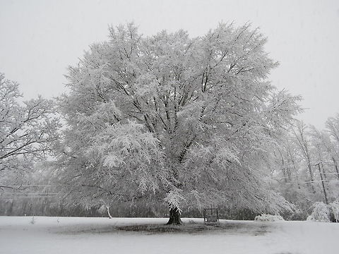 Rare Mississippi Snow White oak cloaked in snow. Geotagged,Northern red oak,Quercus rubra,United States,Winter