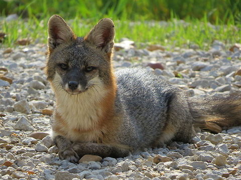 Soaking up the Sun  Geotagged,Gray fox,Spring,United States,Urocyon cinereoargenteus