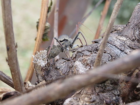 Blending In  Arilus cristatus,Fall,Geotagged,United States,Wheel bug
