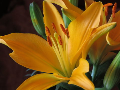 lily1  Geotagged,Lilium,Lilium speciosum,Spring,United States