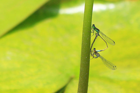 A Pair of Blue Tailed Damselfies (Ischnura sp.) mating on a lake of Lilies, Cairo, Egypt. This photo was captured after much patience and care waiting for the precise moment of copulation.  The backdrop of a lake of lilies was perfect to highlight the beauty of this natural spectacle.  Egypt,Geotagged,Summer
