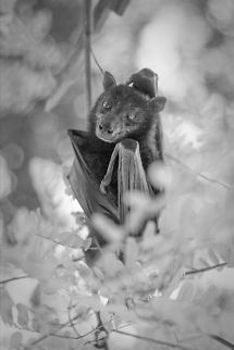 Sedric, the Lesser short-nosed fruit bat, Koh Lipe, Thailand. I photographed this fruit bat on the island of Koh Lipe in Thailand.  I decided to flip the image and change it to black and white to bring out the beauty of this little fella.  His engaging gaze says it all!  Bats,Cynopterus brachyotis,Fall,Geotagged,Lesser short-nosed fruit bat,Thailand,fruit bat