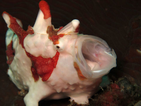 A Clown Frogfish (Antennarius maculatus) yawns for the camera, Ko Ha (3), Thailand. This little guy was found on a bed of lettuce coral at a depth of 28m off the island of Koh Ha (island 3) in the Andaman sea, Thailand.  After spotting him I observed his behaviour and was lucky enough to capture this moment of his 'yawn'.  Due to the jaw muscle reflex when catching its prey having the fastest movement known in the animal kingdom, the yawn is thought to be a stretching of these jaw muscles.  Antennarius maculatus,Clown Frogfish,Frogfish,Geotagged,Spring,Thailand,Underwater