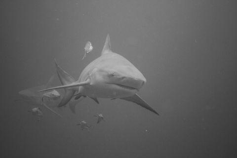 I'm not scared of Bullies.  A female Bull Shark (Carcharhinus leucas) comes close, Sail Rock, Thailand. Whilst diving around Sail Rock in the Gulf of Thailand I was fortunate enough to witness Bull Sharks.  This particular near 3m female and her sibling following behind was captured as I anticipated her movements out into the blue and back around to where I was waiting.  Having being taken fairly wide, this Shark was a lot closer than she seems! I was also in a school of rabbitfish, its prized lunch! Bull shark,Carcharhinus leucas,Geotagged,Sharks,Summer,Thailand,underwater