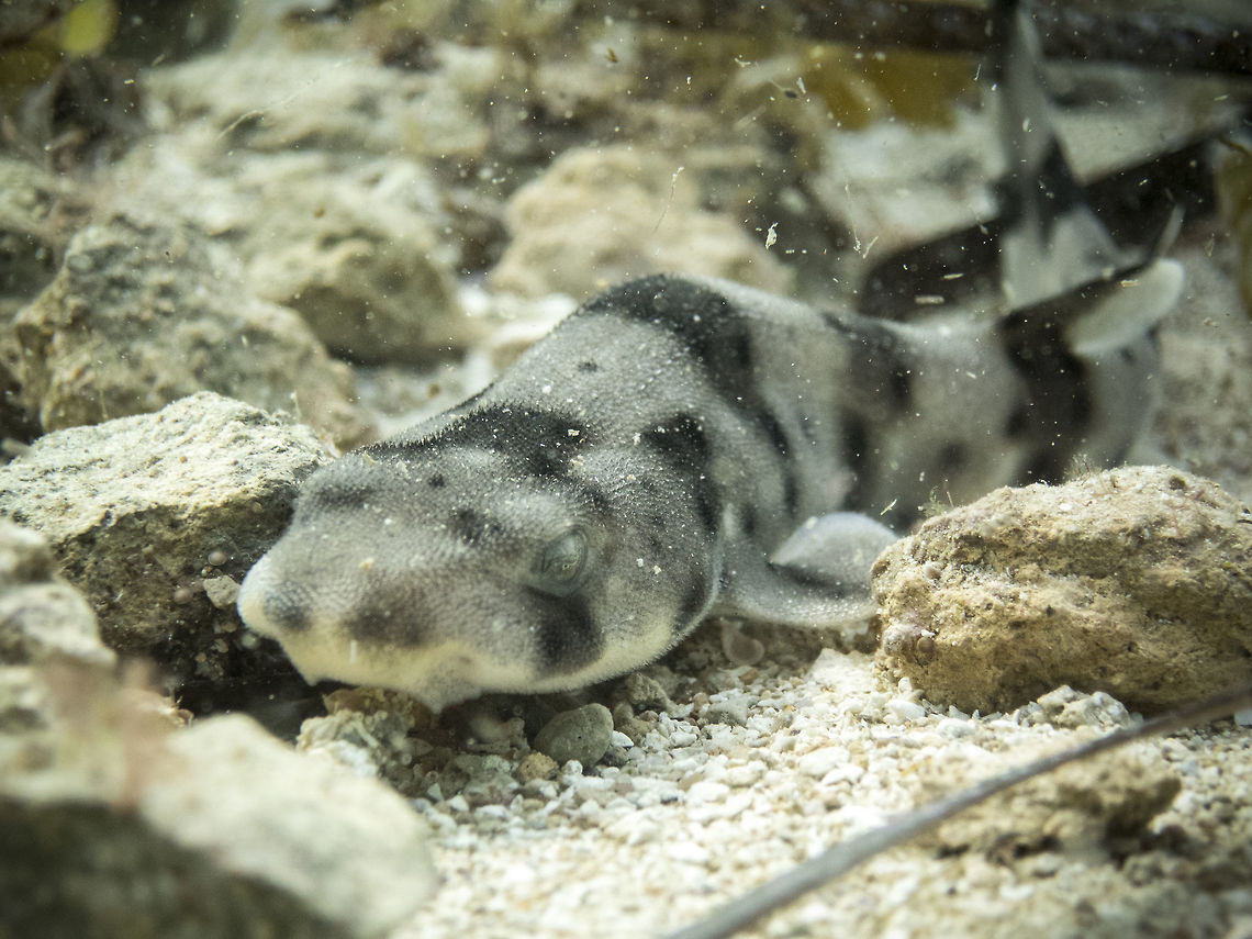 Juvenile Nursehound Shark (Scyliorhinus stellaris) lies on the seabed, Cirkewwa, Malta. This Nursehound shark was photographed back in its natural environment, being one of many released back into the wild after being reared in captivity by members of Sharklab-Malta organisation.  The juvenile sharks were initially captured in their embryonic state (as a mermaids purse) from dead sharks landed at the local Maltese fish markets.   Fall,Geotagged,Malta,Nursehound,Scyliorhinus stellaris,cirkewwa,malta,sea,shark,underwater,water