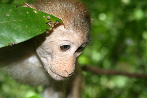 Northern Pig-tailed Macaque