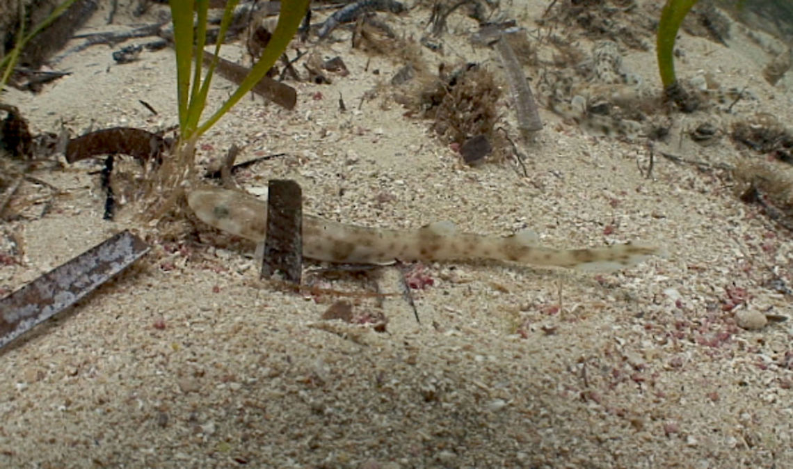 Small Spotted Catshark (Scyliorhinus canicula) lies back at home, Cirkewwa, Malta This is one of forty Small Spotted Catsharks (Scyliorhinus canicula) released back into their natural habitat (on 10th Jan 2015) after being reared in captivity by members of Sharklab-Malta.  The sharks were collected as mermaids purses (their initial egg-like state) from dead sharks landed by fishermen at the local fishmarket in Malta.  Unfortunately this is not a great shot, just a screenshot taken from some video footage of the release.  Posted more for a species introduction.   Geotagged,Malta,Scyliorhinus canicula,Small-spotted catshark,dogfish,malta,mediterranean,nature,sea,shark,underwater,water