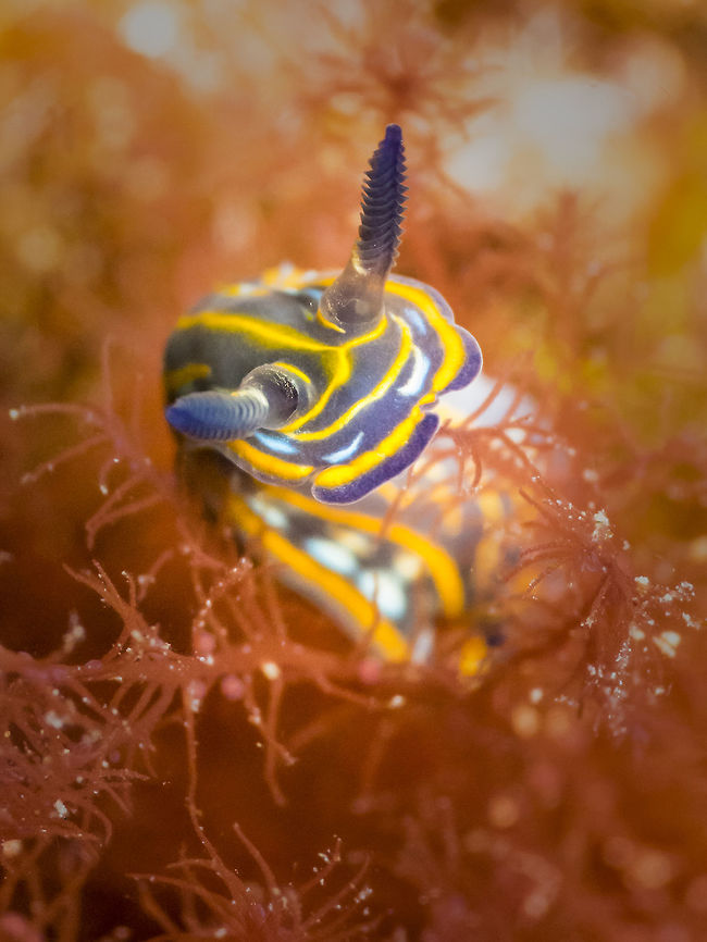 Felimare villafranca I luckily spotted this beautiful nudi and had to have some patience photographing him as he was moving along at some speed! Taken around 16m deep with a canon S120 and x2.5 multiplier at Exiles in Malta. Felimare villafranca,Geotagged,Malta,SCUBA,Spring,Underwater,diving,nudi,nudibranch
