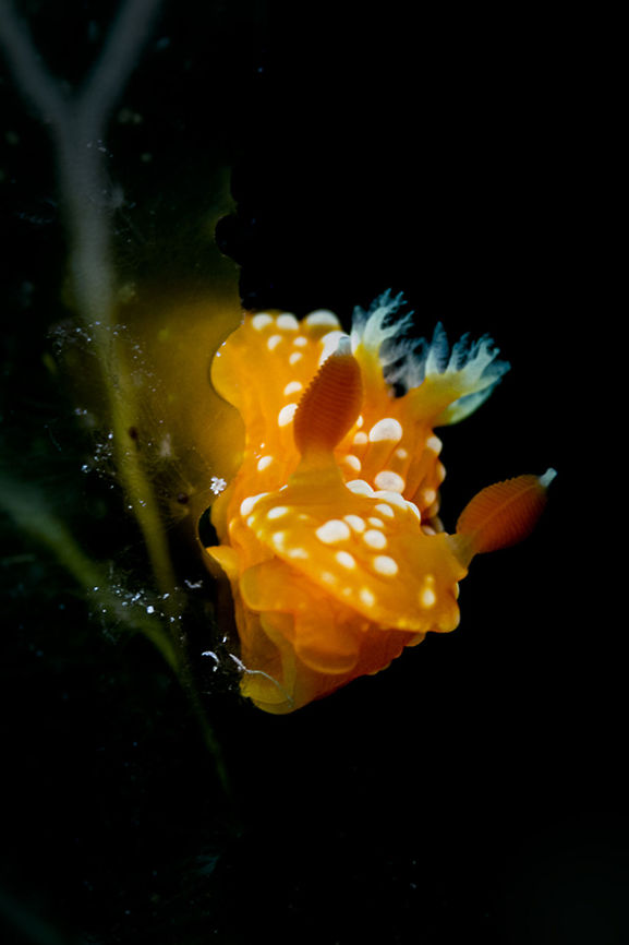 Tambja mediterranea Tambja mediterranea is a new species of Tambja (Mollusca, Gastropoda, Nudibranchia) from the Mediterranean Sea, which has only recently been recognised in 2015. As a result it was rather difficult for me to ID this brightly coloured nudibranch. Geotagged,Malta,Spring,Tambja mediterranea,diving,mediterranean,nudi,nudibranch,underwater