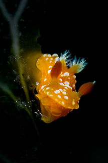 Tambja mediterranea Tambja mediterranea is a new species of Tambja (Mollusca, Gastropoda, Nudibranchia) from the Mediterranean Sea, which has only recently been recognised in 2015. As a result it was rather difficult for me to ID this brightly coloured nudibranch. Geotagged,Malta,Spring,Tambja mediterranea,diving,mediterranean,nudi,nudibranch,underwater