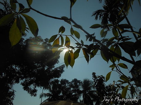 Crape Jasmine  Geotagged,India,Tabernaemontana divaricata,Winter