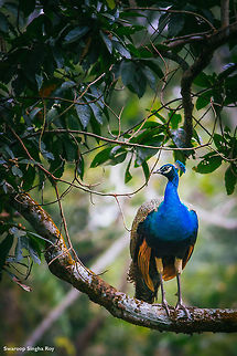 The pride of the peacock is the glory of God I took this shot during my last trip to the Chilapata Forests of West Bengal, India Birds,Contest,Fall,Geotagged,India,Indian peafowl,Pavo cristatus,Wildlife