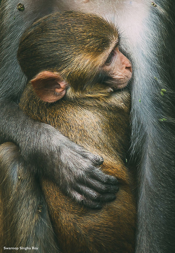 An unbreakable bond While I was on my way to the Chilapata forest (in west bengal, India), I saw a family of Rhesus Macaques on the side of the road. Some of them were mothers carrying their child very protectively. One of these mothers were sitting at a nearby concrete wall...The way the mother&#039;s hand wrapped around her baby seemed very interesting, portraying a moment of love and affection. I went as close as possible and took this shot.  Animals,Fall,Geotagged,India,JungleDragon January 2015 photo contest,Macaca mulatta,Macaque,Mammals,Rhesus macaque,Wildlife,contest