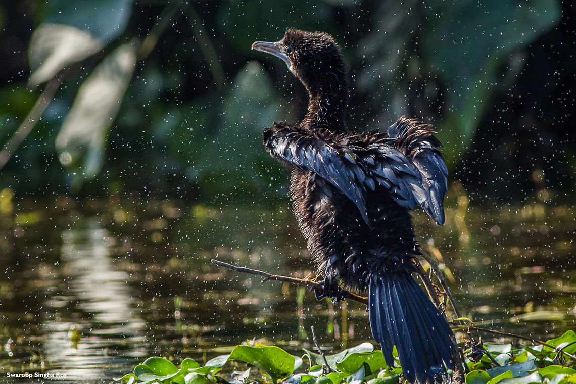 Shaking off a few pearls ! A little cormorant shaking off water to dry its feathers. Shot at Sikia Jhora, West Bengal, India.  Animals,Birds,Fall,Geotagged,India,JungleDragon January 2015 photo contest,Little Cormorant,Little cormorant,Microcarbo niger,Wildlife,contest