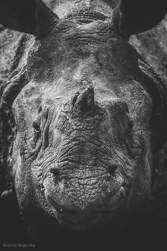 Portrait of a living tank ! The Indian One-Horned Rhinoceros is a Vulnerable species and in India, the Jaldapara National Park is one of those last remaining homes of this beautiful mammal. I was on an Elephant back safari and our elephant had went extremely close to the Rhinoceros. With me I just had a telephoto prime lens and hence, could only take a close portrait of the rhino.  Contest,Fall,Geotagged,India,JungleDragon January 2015 photo contest,Mammals,One-Horned Rhinoceros,Rhinoceros,Wildlife