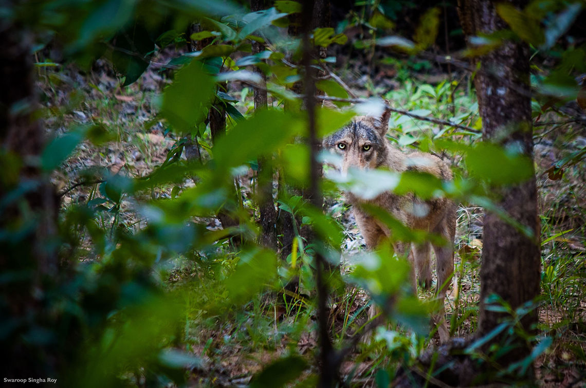 An elusive look This was one of the most rarest encounters I had in the wild ! I was driving through the forests of Kuldiha WIldlife Sanctuary when suddenly I saw a creature standing right in the middle of the forest road. On going closer it quickly vanished inside the bushes on the side of the road. But, just as I went near the spot where it was standing, I saw it again, staring curiously from the woods...It was an Indian Wolf ! <br />
<br />
Shot at Kuldiha Wildlife Sanctuary, Odisha (India)  Canis lupus pallipes,Contest,Fall,Geotagged,India,Indian Wolf,Indian wolf,JungleDragon January 2015 photo contest,Mammals,Wildlife