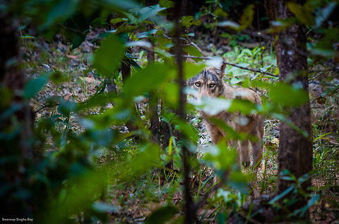 An elusive look This was one of the most rarest encounters I had in the wild ! I was driving through the forests of Kuldiha WIldlife Sanctuary when suddenly I saw a creature standing right in the middle of the forest road. On going closer it quickly vanished inside the bushes on the side of the road. But, just as I went near the spot where it was standing, I saw it again, staring curiously from the woods...It was an Indian Wolf ! 

Shot at Kuldiha Wildlife Sanctuary, Odisha (India)  Canis lupus pallipes,Contest,Fall,Geotagged,India,Indian Wolf,Indian wolf,JungleDragon January 2015 photo contest,Mammals,Wildlife