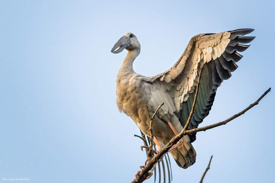 Flaunting Feathers Shot at a wetland in Kolkata Anastomus oscitans,Asian Openbill,Contest,Fall,Geotagged,India,JungleDragon January 2015 photo contest,birds,canon,feathers,wildlife