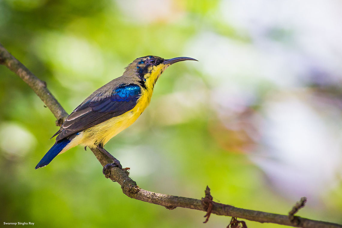 A gem on the branch ! Purple Sunbirds are undoubtedly one of the most beautiful birds and one of my favorites too !   Cinnyris asiaticus,Contest,Fall,Geotagged,India,JungleDragon January 2015 photo contest,Purple sunbird,bird,colors,nature,wildlife