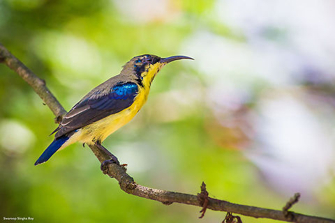 A gem on the branch ! Purple Sunbirds are undoubtedly one of the most beautiful birds and one of my favorites too !   Cinnyris asiaticus,Contest,Fall,Geotagged,India,JungleDragon January 2015 photo contest,Purple sunbird,bird,colors,nature,wildlife