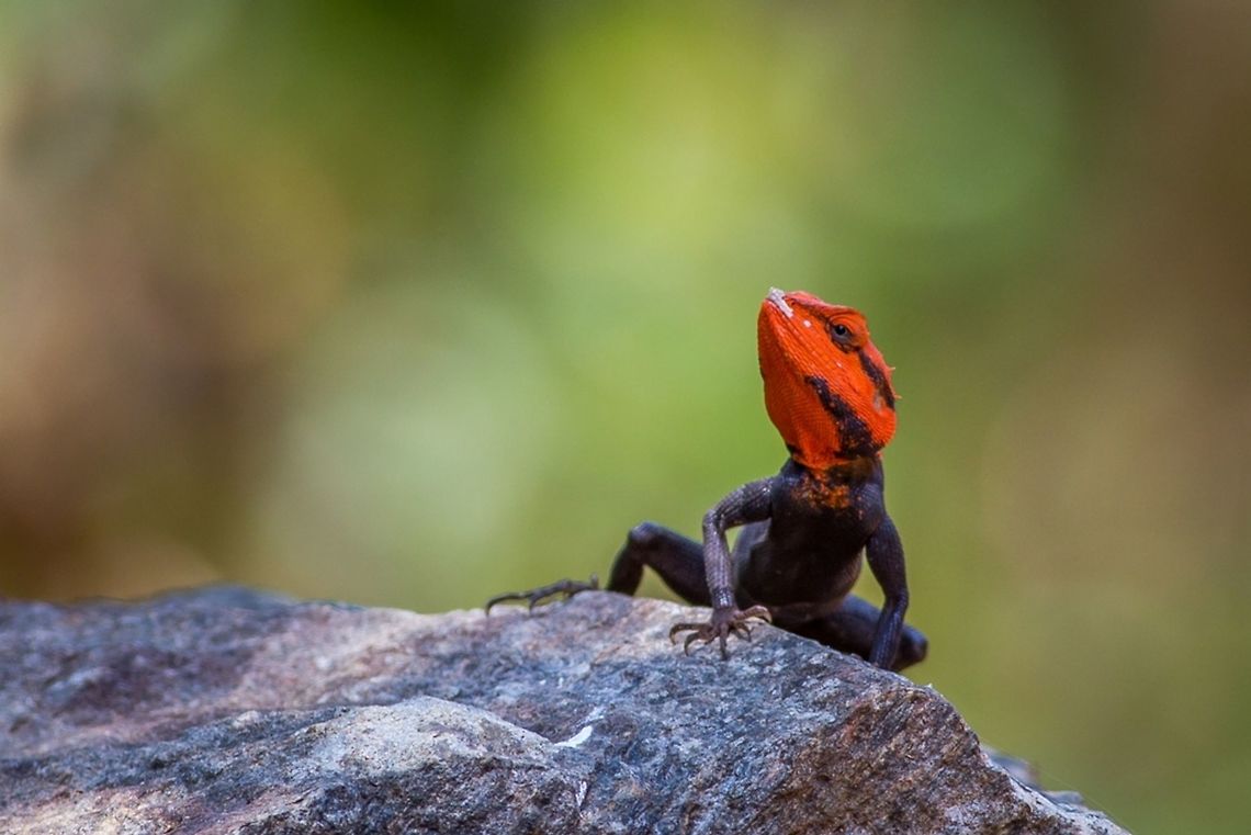 Peninsular Rock Agama Just after entering the forest I was welcomed by this very handsome guy who was basking on one of the rocks by the side of the forest road. He stayed in this position for a few seconds before running away inside the bushes. The sound of our SUV must have freaked him out! Contest,Geotagged,India,Lizard,Peninsular rock agama,Psammophilus dorsalis,Reptiles,Spring