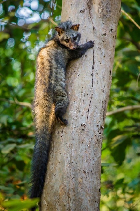 When the nocturnal became Diurnal! Asian Palm Civet is a small member of the Viverridae family native to South and Southeast Asia. They lead a solitary lifestyle and are mostly nocturnal. I was very lucky to see one of them in broad daylight!<br />
These Civets are classified as a "Least Concern" species by IUCN, but with the increased rate of hunting for meat, pet trade and habitat loss, it is now feared that this beautiful species might become endangered in the near future. <br />
One of the biggest threat to wild civet population is Kopi Luwak (also known as Civet Coffee). It is the world's most expensive coffee and are made from the faeces of Civets! They are prepared using coffee beans that have been subjected to ingestion and fermentation in the gastrointestinal tract of the animal. <br />
An increasing demand of Kopi Luwak has led to a lot of Civets being captured from the wild. They end up being badly abused and are force-fed a debilitating diet of coffee berries. Asian Palm Civet,Asian palm civet,Civet,Contest,Geotagged,India,Paradoxurus hermaphroditus,Viverridae,Winter