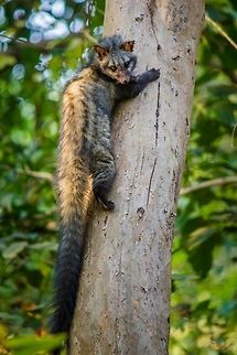 When the nocturnal became Diurnal! Asian Palm Civet is a small member of the Viverridae family native to South and Southeast Asia. They lead a solitary lifestyle and are mostly nocturnal. I was very lucky to see one of them in broad daylight!
These Civets are classified as a "Least Concern" species by IUCN, but with the increased rate of hunting for meat, pet trade and habitat loss, it is now feared that this beautiful species might become endangered in the near future. 
One of the biggest threat to wild civet population is Kopi Luwak (also known as Civet Coffee). It is the world's most expensive coffee and are made from the faeces of Civets! They are prepared using coffee beans that have been subjected to ingestion and fermentation in the gastrointestinal tract of the animal. 
An increasing demand of Kopi Luwak has led to a lot of Civets being captured from the wild. They end up being badly abused and are force-fed a debilitating diet of coffee berries.  Asian Palm Civet,Asian palm civet,Civet,Contest,Geotagged,India,Paradoxurus hermaphroditus,Viverridae,Winter