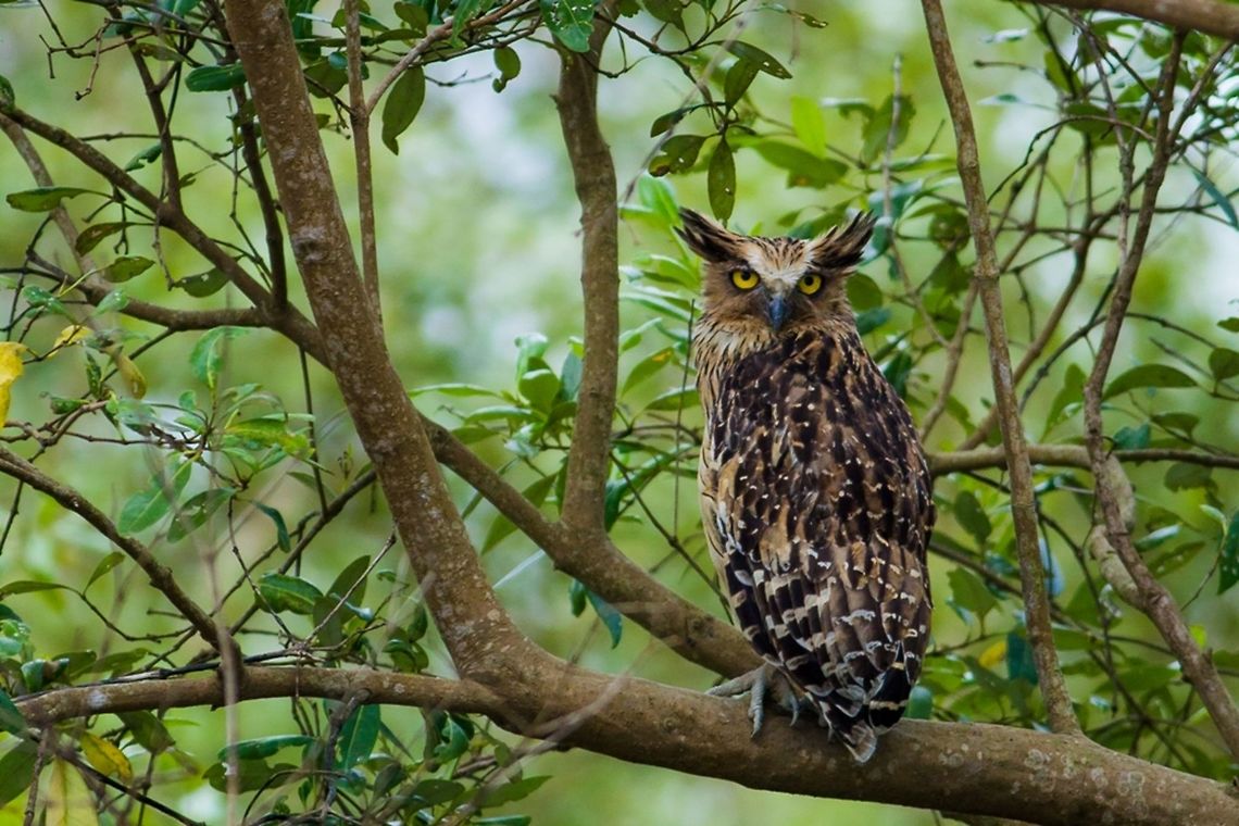 Meet the headmaster of the mangroves! One of the key species of Sunderbans that we came across during the first day of our safari was this Buffy Fish Owl. This species of Owl is among the most rarely seen birds of this forest. <br />
 Birds,Bubo ketupu,Buffy fish owl,Canon,Contest,Geotagged,India,Mangroves,Summer,Sunderbans