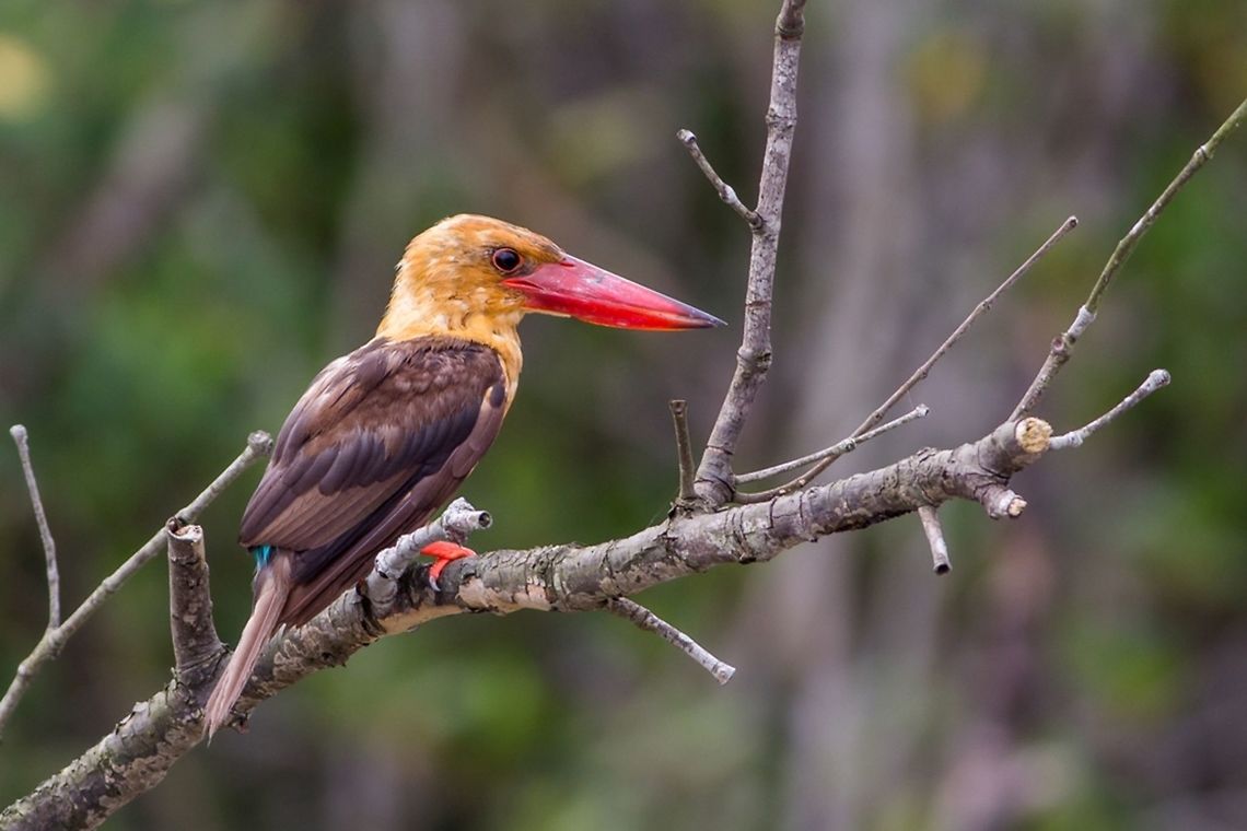 The Brown Beauty The forests of Sunderban is home to 8 different varieties of Kingfishers and here&#039;s a photograph of one of them, the Brown Winged Kingfisher! <br />
This beautiful bird falls in the &quot;Near Threatened&quot; category of the IUCN Red List. <br />
 Birds,Brown WInged Kingfisher,Brown Winged Kingfisher,Canon,Contest,Geotagged,India,Pelargopsis amauroptera,Summer,Wildlife
