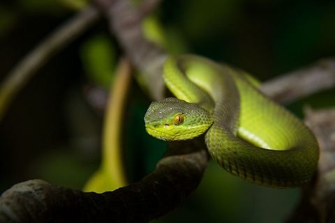 Red-tailed bamboo pitviper