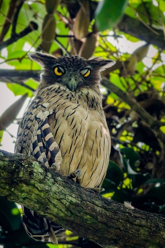 You sure it's owl right? Brown Fish Owl at a Bird Sanctuary near Kolkata, India.  Birds,Brown Fish Owl,Brown fish owl,Bubo zeylonensis,Canon,Eyes,Fall,Geotagged,India,Owl,contest