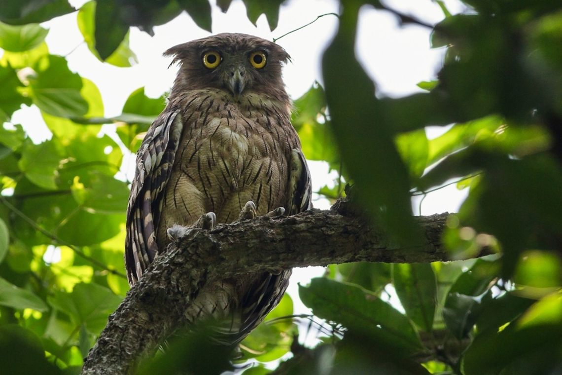 The headmaster of an Urban Forest Brown Fish Owl at a Bird Sanctuary near Kolkata. This bird is a resident in that forest.  Bird,Brown Fish Owl,Brown fish owl,Bubo zeylonensis,Canon,Contest,Fall,Geotagged,India,Owl,Wildlife