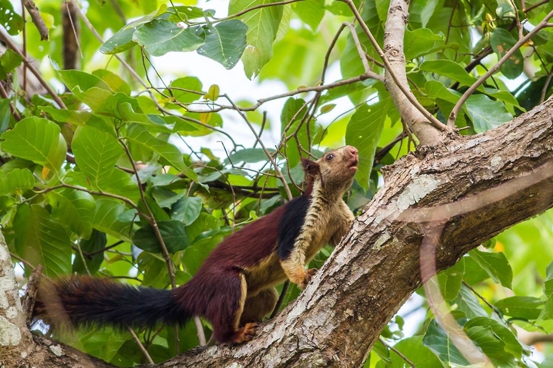 Meet the Giant Chipmunk! Malabar Giant Squirrel - at Kuldiha Wildlife Sanctuary, Odisha, India.  Canon,Contest,Geotagged,India,Indian Giant Squirrel,Malabar Giant Squirrel,Mammals,Odisha,Ratufa indica,Spring