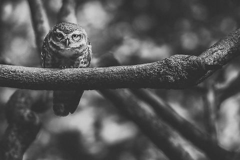 An inquisitive stare A spotted owlet staring curiously at my camera  Athene brama,Birds,Canon,Contest,Geotagged,India,Spotted Owlet,Wildlife,Winter