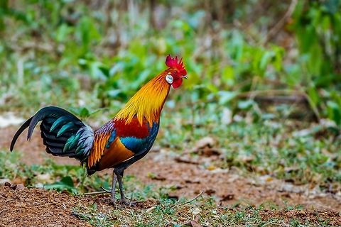 A riot of colors! Red Jungle Fowl at Kuldiha Wildlife Sanctuary  Birds,Canon,Colors,Contest,Gallus gallus,Jungle fowl,Nature,Red junglefowl,Wildlife