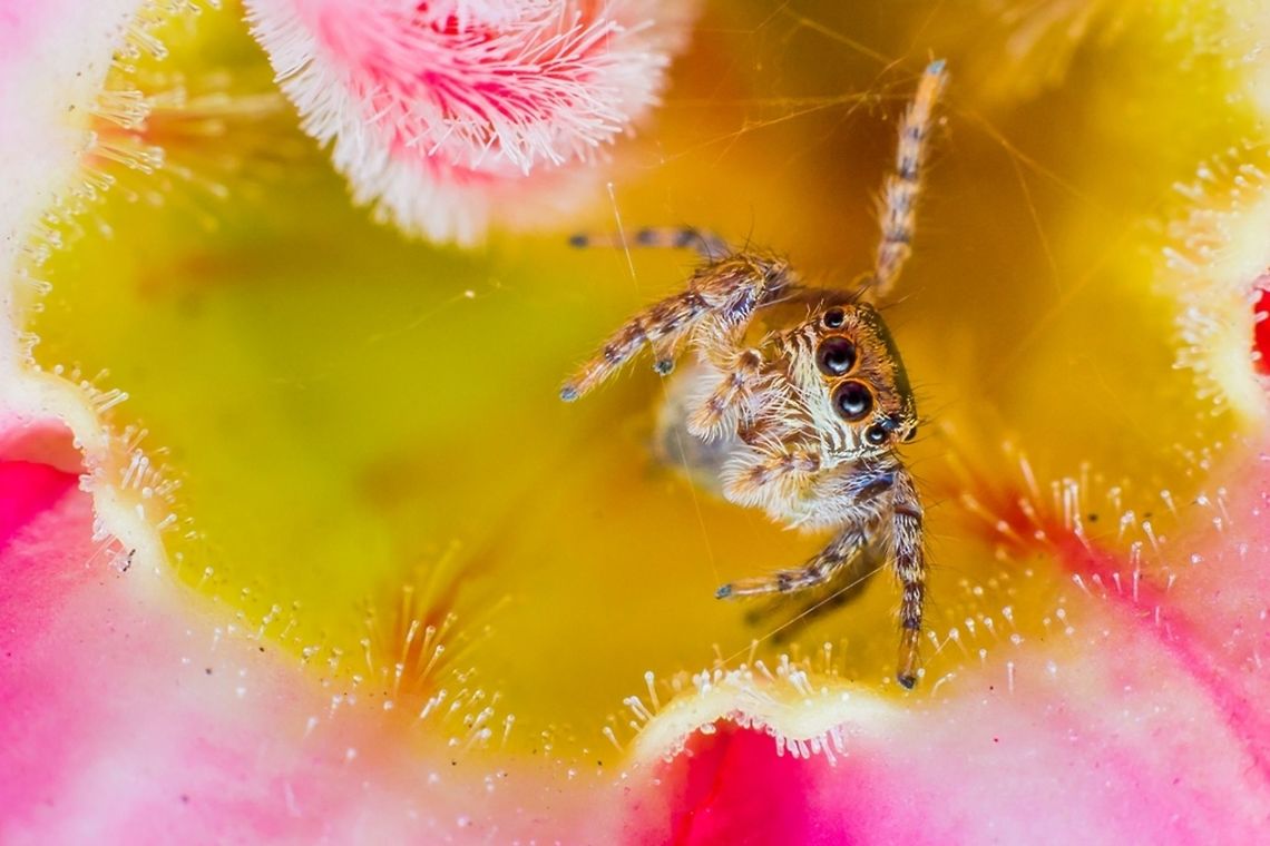 Setting the trap A Jumping Spider weaving its web<br />
Shot using a Canon 50mm f/1.8 lens along with a set of manual extension tubes.  Canon,Contest,Geotagged,India,Insect,Macro,Spider,Winter
