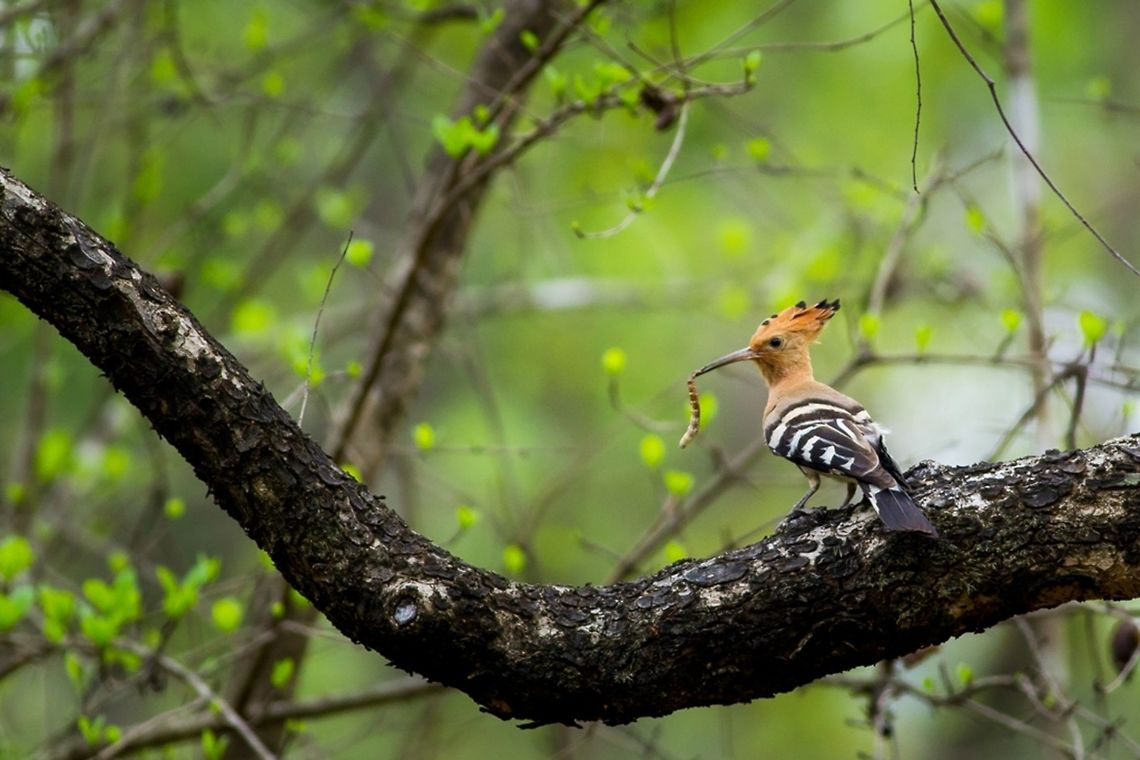 Dinner time! A common hoopoe with a catch, at the end of the day. Shot taken at Kuldiha Wildlife Sanctuary, Odisha, India.  Birds,Canon,Contest,Hoopoe,India,Moment,Upupa epops,Wildlife