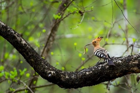 Dinner time! A common hoopoe with a catch, at the end of the day. Shot taken at Kuldiha Wildlife Sanctuary, Odisha, India.  Birds,Canon,Contest,Hoopoe,India,Moment,Upupa epops,Wildlife