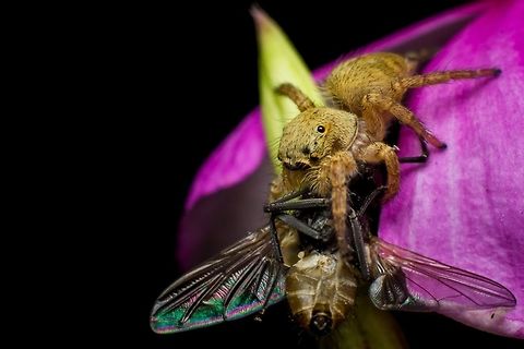 The Hunt! A jumping spider with a housefly kill.
Shot using a Canon 50mm f/1.8 along with a set of manual extension tubes.  Canon,Contest,Geotagged,Hunt,India,Macro,Moment,Spider,Summer