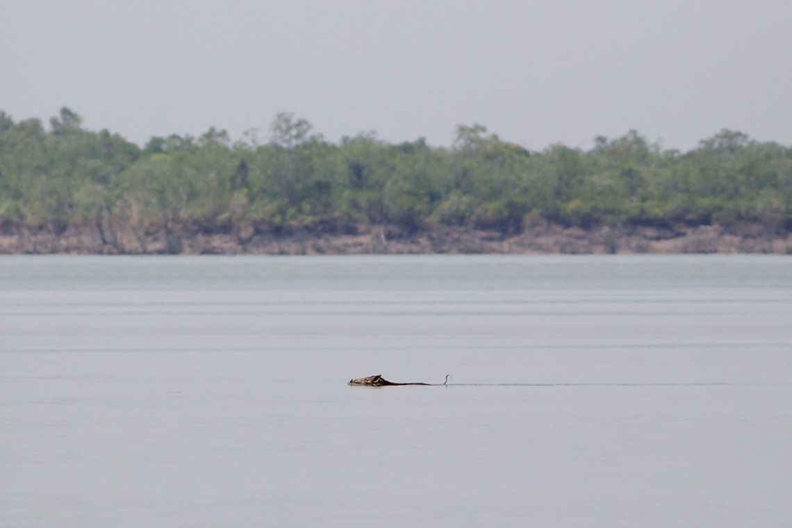 Wild boar swimming Almost every animal in Sunderban need to cross the rivers to move from one island to another in search of food or shelter and thus, it&rsquo;s very important for them to be good swimmers! Adaptation is the key to survival in this extremely hostile environment. <br />
Here's a photograph of a Wild Boar crossing one of the creeks in the forest. <br />
 Canon,Contest,Geotagged,India,Mammals,Moment,Razorback,Summer,Sunderban,Sus scrofa,Wild boar,Wildlife